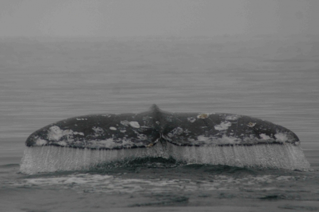 Avistamiento de ballenas